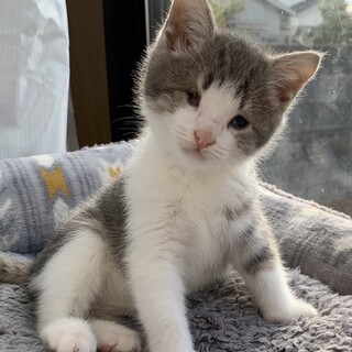 募集停止ムチムチ慣れ慣れ❤️サバ白男子まろ