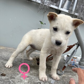 沖縄で子犬6匹里親募集！（是非兄弟一緒に2）