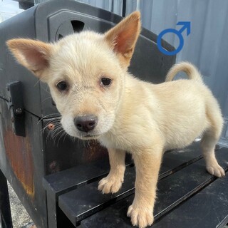 沖縄で子犬6匹里親募集！（是非兄弟一緒に4）