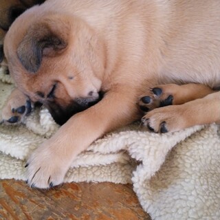 問い合わせ多数の為一旦募集は停止いたします。