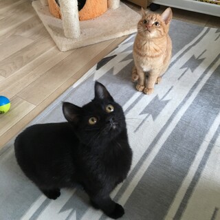 募集停止させていただきます。