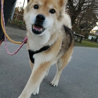 笑顔が可愛いおんじぃーぬ