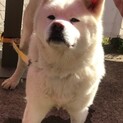 とても穏やかな秋田犬、笑（わら）ちゃんです