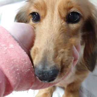 ダックスの女の子