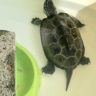 亀吉里親様募集中