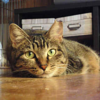 嫁入り準備できてます♥白馬に乗った里親さん求む