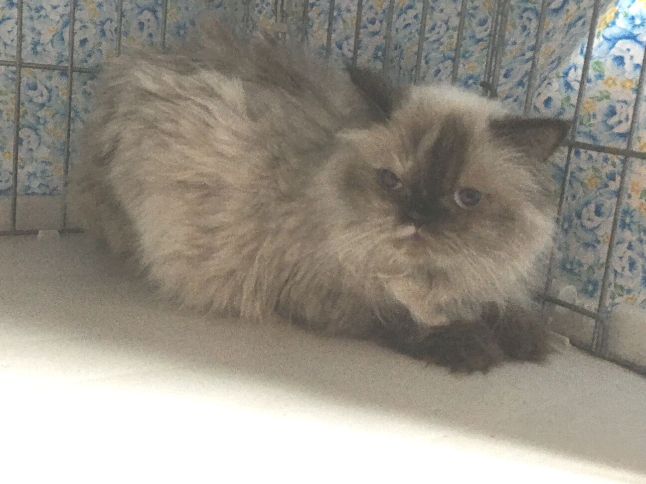 ヒマラヤン とても 大人 愛知県 猫の里親募集 ペットのおうち 月間利用者150万人 ヒマラヤン とても 大人 愛知県 猫の里親募集 ペットのおうち 月間利用者150万人