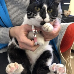 保護犬猫の譲渡会 in せとうちドッグパーク