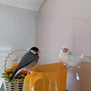 1/5生まれの文鳥のヒナ