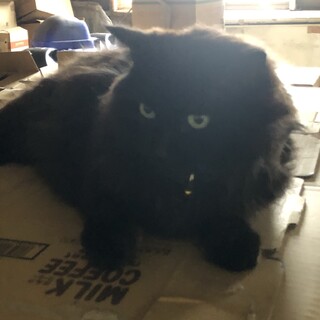 黒長毛猫ムックン