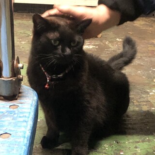 黒猫モコちゃん