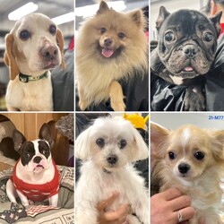 仔犬/成犬＆仔猫の譲渡会 in 滋賀 サムネイル1