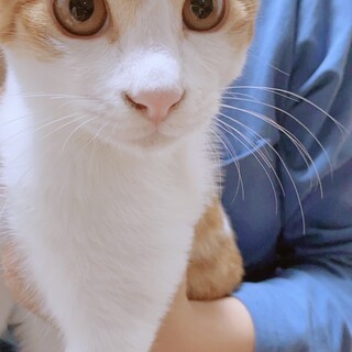 茶白　オス　推定11ヶ月