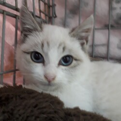 【野崎参道商店街】1月16日第32回里親会