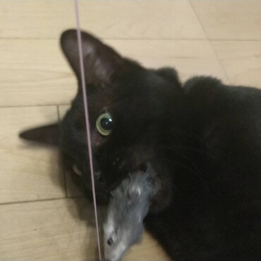 グググググググ…   唸りながら遊ぶしゅうちゃん