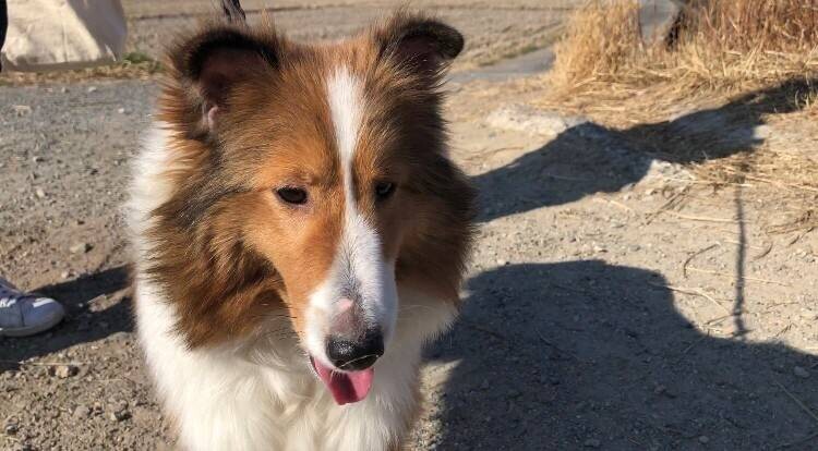 ぽっちゃりかわいい シェ 奈良県 犬の里親募集 ペットのおうち 月間利用者150万人