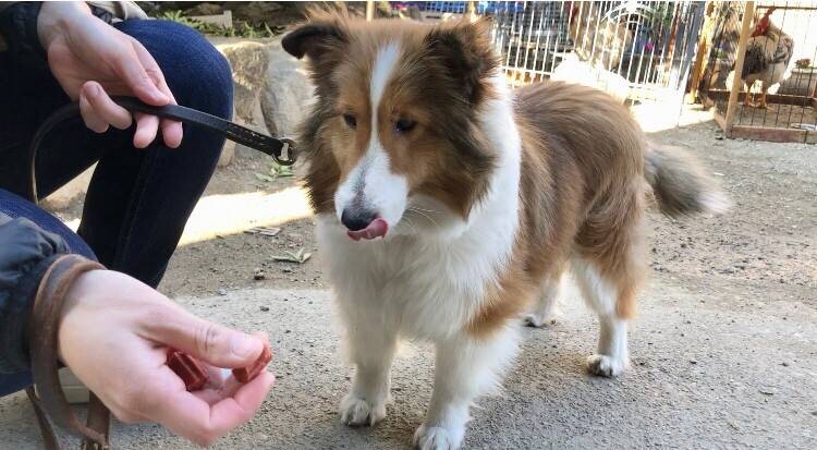 ぽっちゃりかわいい シェ 奈良県 犬の里親募集 ペットのおうち 月間利用者150万人