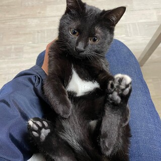ほぼ黒猫、甘えん坊でちょー可愛い❤️