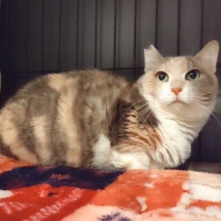 【てる美】パステル三毛の女の子