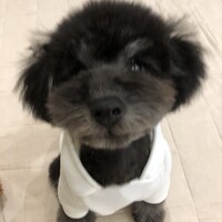 Toto