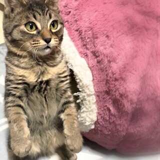 手足短い男の子☆ぐり