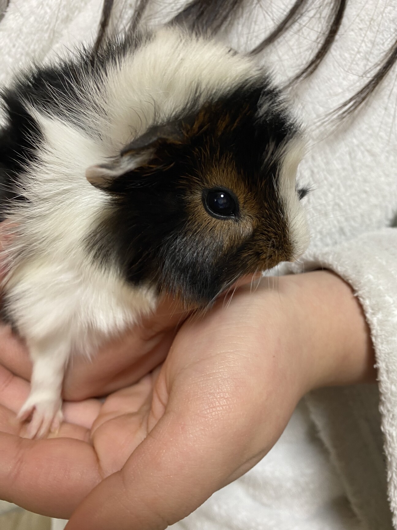 モルモットの赤ちゃん 里親募集 北海道 小動物の里親募集 ペットのおうち 月間利用者150万人