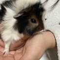 モルモットの赤ちゃん 里親募集