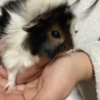 モルモットの赤ちゃん 里親募集