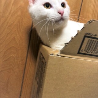 甘えん坊白い男の子☆かがみ