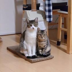 猫の里親会　in 牛久　茨城県