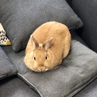 里親募集中　お気軽にご連絡ください!