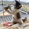 15リンゴ　キジ白　2ヶ月　甘えん坊