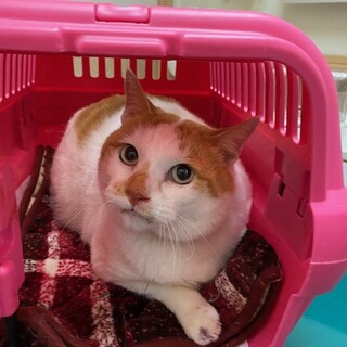 ボリュームあり茶白くん