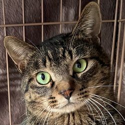 保護猫譲渡会　多摩市