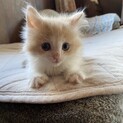 ノルウェージャンの子猫　ちゃぷー