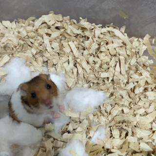 ゴールデンハムスターです。