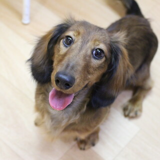 スリンキーちゃん　推定7ヶ月