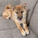 柴犬　1歳4ヶ月　里親募集します