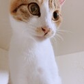 三毛猫♀　推定11ヶ月