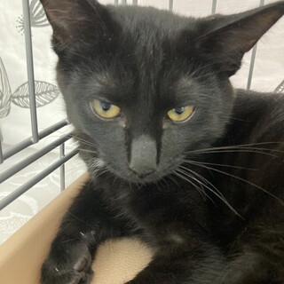 黒猫　男の子　2歳