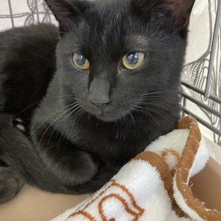 黒猫　男の子　1歳11ヶ月