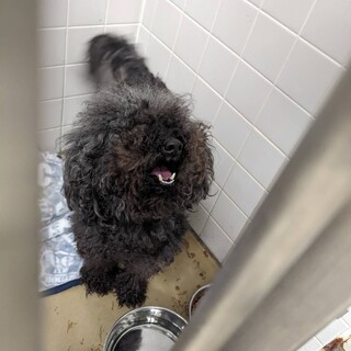 譲渡されました。