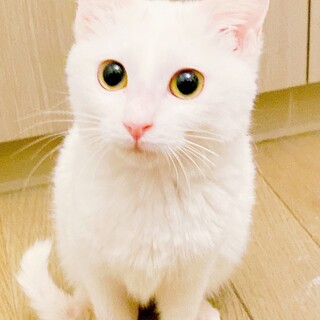 清楚感満載！おやつ大好き白猫ちゃん姉妹