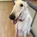飼い主急死により取り残されたボルゾイのニコラスくん