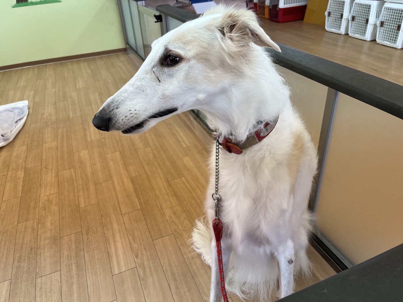 飼い主急死により取り残さ 長野県 犬の里親募集 ペットのおうち 月間利用者150万人