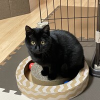 ぽぷり
