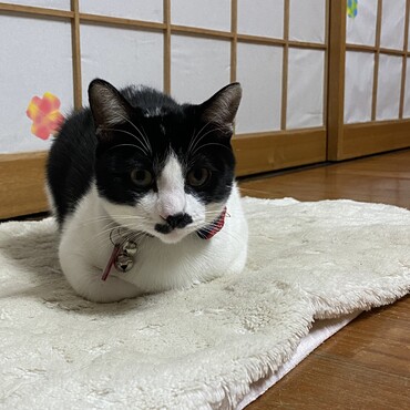 の写真
