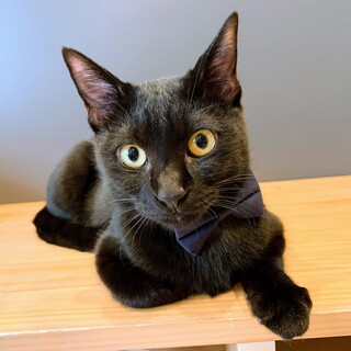 小柄な黒猫の男の子【カンロ】