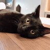 小柄な黒猫の男の子【カンロ】 サムネイル2