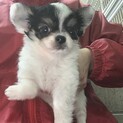 チワワ の男の子です。